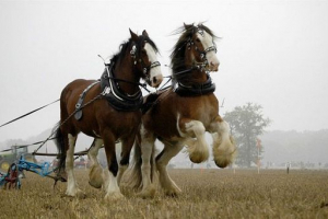 Cleididal: ali je težko biti težka?